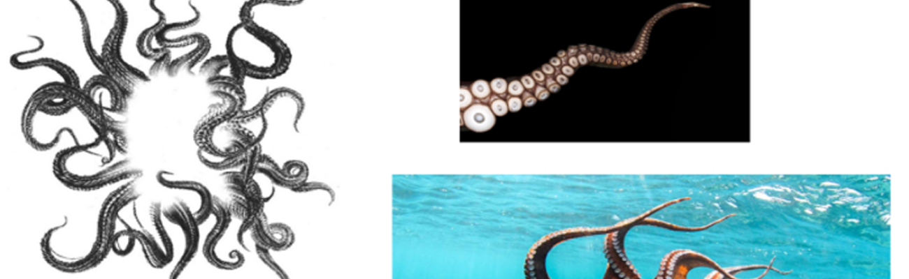 Various photos and depictions of octopus tendrils.